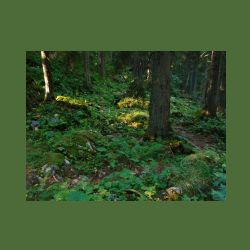 2012-08-09_01Fischunkel-Alm_Wasseralm (386).JPG